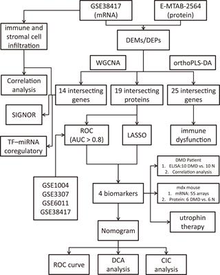 Identification of immune-related features involved in Duchenne muscular dystrophy: A bidirectional transcriptome and proteome-driven analysis